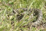 Dice Snake   Natrix tessellata