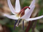 Dog's Tooth Violet   Erythronium dens-canis