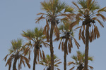 Doum Palm   Hyphaene thebaica