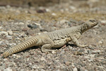 Egyptian Spiny-tailed Lizard   Uromastyx aegyptius