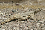      Uromastyx aegyptius