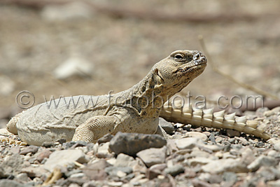      Uromastyx aegyptius