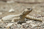      Uromastyx aegyptius