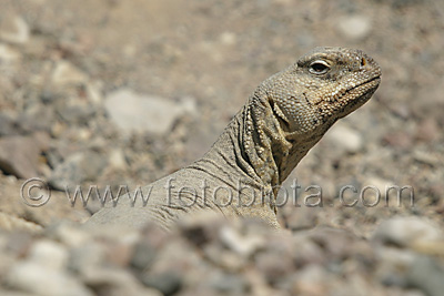      Uromastyx aegyptius