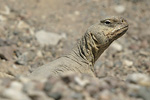 Egyptian Spiny-tailed Lizard   Uromastyx aegyptius