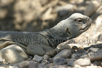      Uromastyx aegyptius