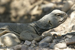 Egyptian Spiny-tailed Lizard   Uromastyx aegyptius