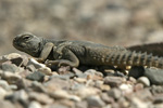      Uromastyx aegyptius