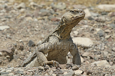      Uromastyx aegyptius