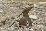 Egyptian Spiny-tailed Lizard   Uromastyx aegyptius