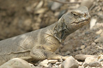 Egyptian Spiny-tailed Lizard   