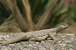 Egyptian Spiny-tailed Lizard   