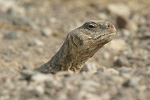      Uromastyx aegyptius