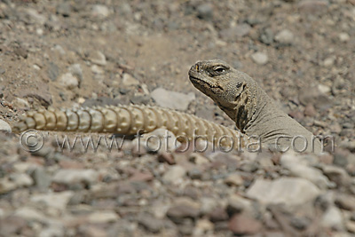      Uromastyx aegyptius