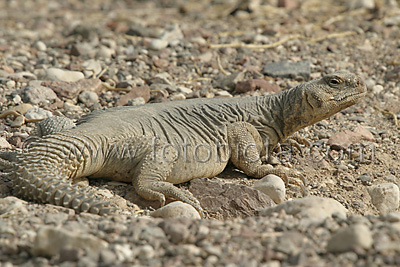      Uromastyx aegyptius