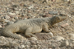 Egyptian Spiny-tailed Lizard   Uromastyx aegyptius