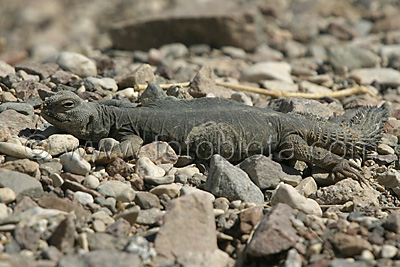      Uromastyx aegyptius