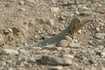 Egyptian Spiny-tailed Lizard   Uromastyx aegyptius