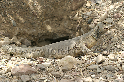      Uromastyx aegyptius