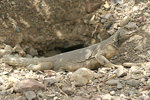 Egyptian Spiny-tailed Lizard   Uromastyx aegyptius