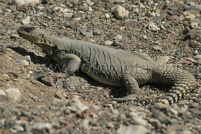      Uromastyx aegyptius