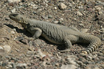 Egyptian Spiny-tailed Lizard   