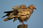 Egyptian Vulture   