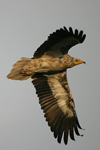 Egyptian Vulture    