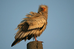 Egyptian Vulture   