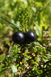 Crowberry    Empetrum nigrum