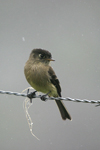 Black-capped Flycatcher    