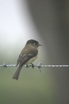 Black-capped Flycatcher    Empidonax atriceps