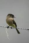 Black-capped Flycatcher    Empidonax atriceps