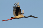 Black-necked Stork    Ephippiorhynchus asiaticus