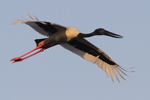 Black-necked Stork    