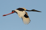 Black-necked Stork    