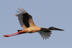 Black-necked Stork    