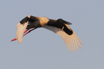 Black-necked Stork    Ephippiorhynchus asiaticus