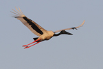 Black-necked Stork    Ephippiorhynchus asiaticus