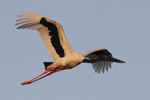 Black-necked Stork    Ephippiorhynchus asiaticus