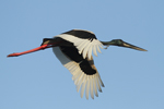 Black-necked Stork    Ephippiorhynchus asiaticus