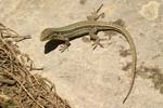 Erhard`s Wall Lizard   Podarcis erhardii leucaorii