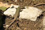 Erhard`s Wall Lizard   Podarcis erhardii leucaorii