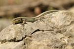 Erhard`s Wall Lizard   Podarcis erhardii leucaorii