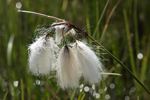 Cottongrass    Eriophorum sp. 