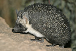 Ethiopian Hedgehog   Paraechinus aethiopicus