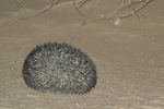 Ethiopian Hedgehog   