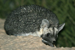 Ethiopian Hedgehog   Paraechinus aethiopicus