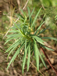 Tree Spurge    Euphorbia dendroides