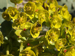      Euphorbia myrsinites 